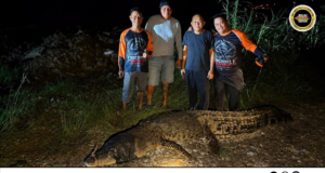 Eric Cat Nyadi Ketuai Nangkap Baya Besai Ba Tebing Sungai Kuching