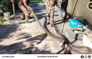 BBP Sarikei Mujur Nangkap Ular Sawa Urung 18 Kaki Pemanjai