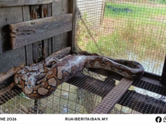 Siku ular sawa batik ba kandang manuk mujur ditangkap
