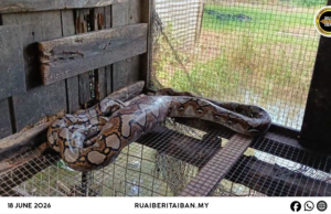 Siku ular sawa batik ba kandang manuk mujur ditangkap