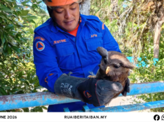Operasyen Jampat APM Julau nyelamatka burung pok patah sayap, diserah ngagai SFC ngambika diperubat