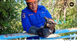 Operasyen Jampat APM Julau nyelamatka burung pok patah sayap, diserah ngagai SFC ngambika diperubat