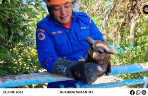 Operasyen Jampat APM Julau nyelamatka burung pok patah sayap, diserah ngagai SFC ngambika diperubat