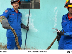 APM Sri Aman Mujur Nangkap Ular Sawa Batik Ba Kandang Manuk