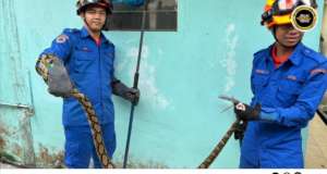 APM Sri Aman Mujur Nangkap Ular Sawa Batik Ba Kandang Manuk