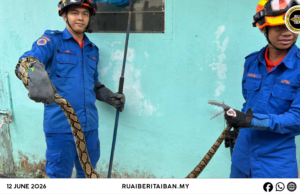 APM Sri Aman Mujur Nangkap Ular Sawa Batik Ba Kandang Manuk