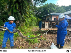 Siku ular sawa udah kenyang nelan manuk mujur ditangkap