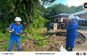 Siku ular sawa udah kenyang nelan manuk mujur ditangkap
