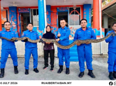 APM Saratok mujur nangkap siku ular sawa batik 14 kaki enggau pemerat urung 20 kilogram