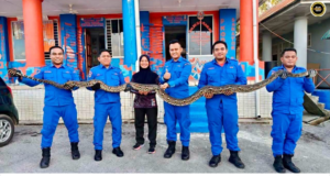 APM Saratok mujur nangkap siku ular sawa batik 14 kaki enggau pemerat urung 20 kilogram