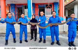 APM Saratok mujur nangkap siku ular sawa batik 14 kaki enggau pemerat urung 20 kilogram